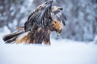 De Steenarend. Aquila chrysaetos van Gert Hilbink thumbnail