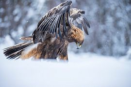 aigle royal dans la neige