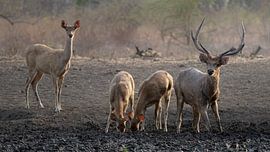 Timor deer at a dehydrated watering hole by Anges van der Logt
