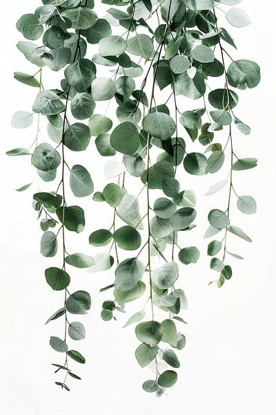 Eucalyptus cascade by Poster Art Shop