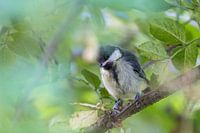 Young great tit in elder tree