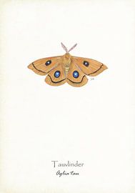 Tau-Schmetterling von Jasper de Ruiter