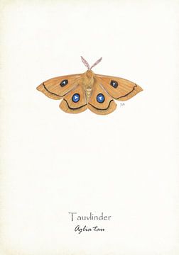Tau butterfly by Jasper de Ruiter