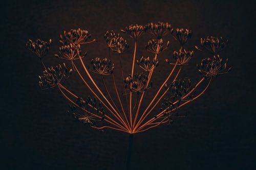 Fleur épanouie