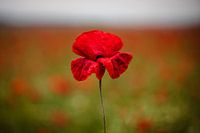 Mohnblume
