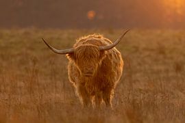 Le highlander écossais sur Rando Kromkamp Natuurfotograaf