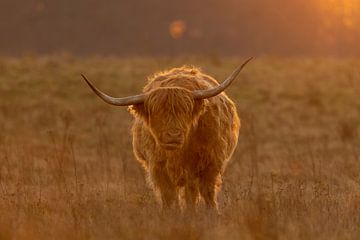 De Schotse hooglander van Rando Kromkamp Natuurfotograaf