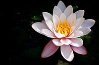 Water Lilly