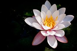 Muguet d'eau sur Patrick Bongers