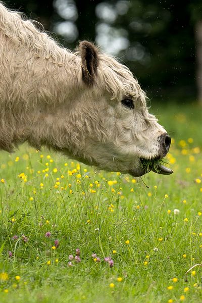 Lekkerbek in the Field - Tasty Moments by Saranda in t Veld Fotografie