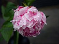 Pioenroos in de regen