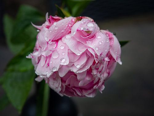 Peony in the rain by Maurice Looyestein