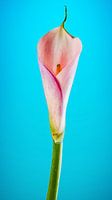 Rosa Dame Blume