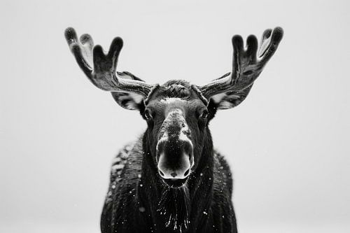 Moose