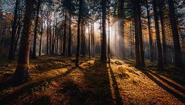 Herfstbos met kleuren en bladeren
