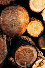 Wood in detail by Suzanne Spijkers