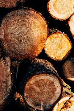 Holz im Detail von Suzanne Spijkers