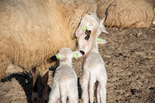 lamb drinking with mother!