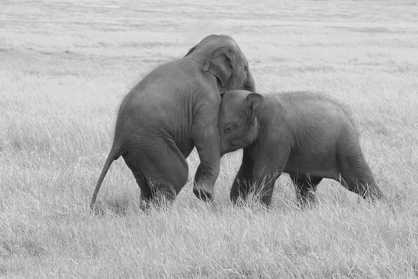 Verspieltheit Elefantenbabys von Inge Hogenbijl