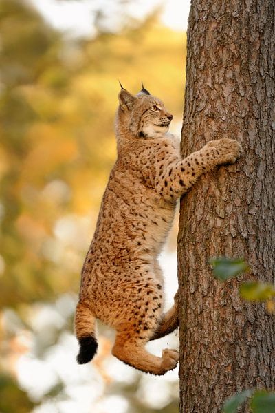 bekwame klimmers... Euraziatische lynx *Euraziatische lynx* van wunderbare Erde