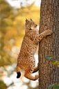 bekwame klimmers... Euraziatische lynx *Euraziatische lynx* van wunderbare Erde thumbnail