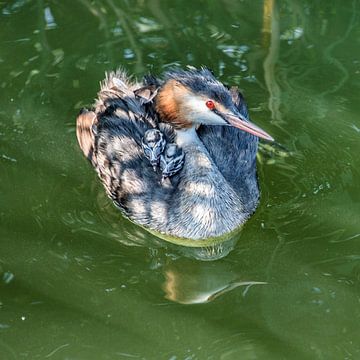 Moeder fuut met twee kleintjes op haar rug in helder water