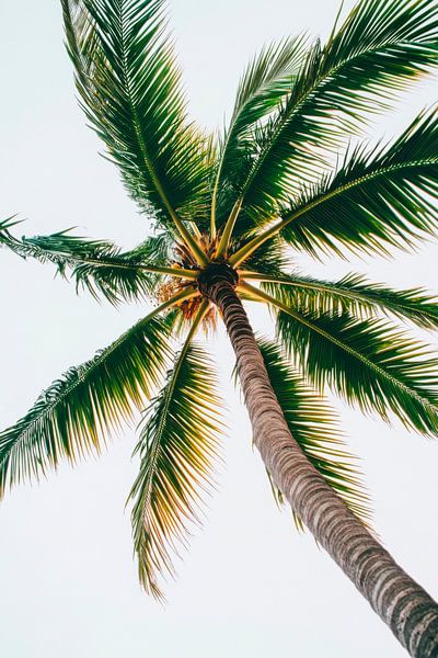 Palm sky by Poster Art Shop