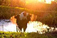 Kraaiende haan tijdens zonsondergang