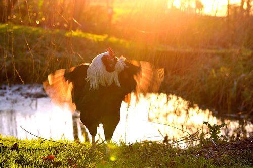 Kraaiende haan tijdens zonsondergang