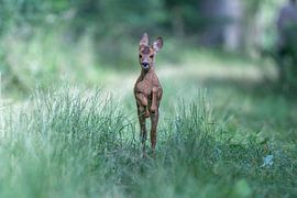 Running young roe deer by Sven Scraeyen