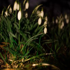 Snowdrops von samantha vos