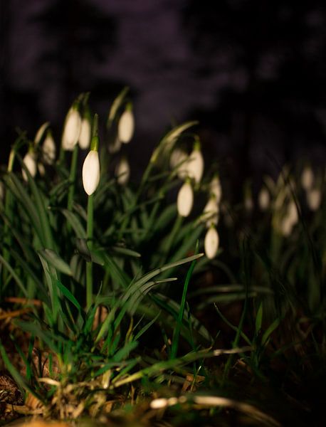 Snowdrops by samantha vos