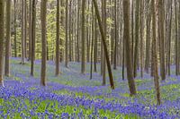 Hyacinths in Hallerbos