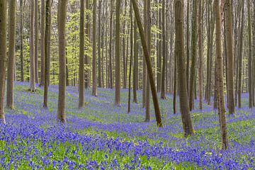 Hyazinthen im Hallerbos von Karin Imming