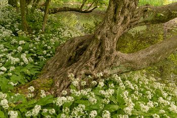 Schöner alter Baum umgeben von Dachslauch