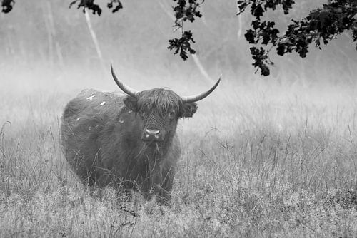 Schotse Hooglander (Zwart/Wit)