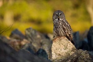 Bartkauz ( Strix nebulosa ), Lapplandeule, sitzt auf einem mit Flechten überwachsenem Stein, Europa.