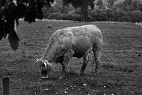 Photo en noir et blanc d'une vache broutant dans un pré