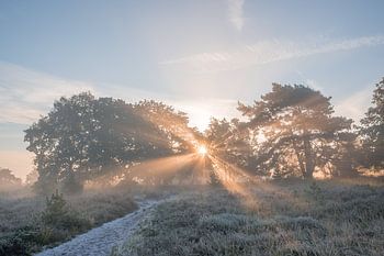 Sonnenstrahlen auf der Heidelandschaft