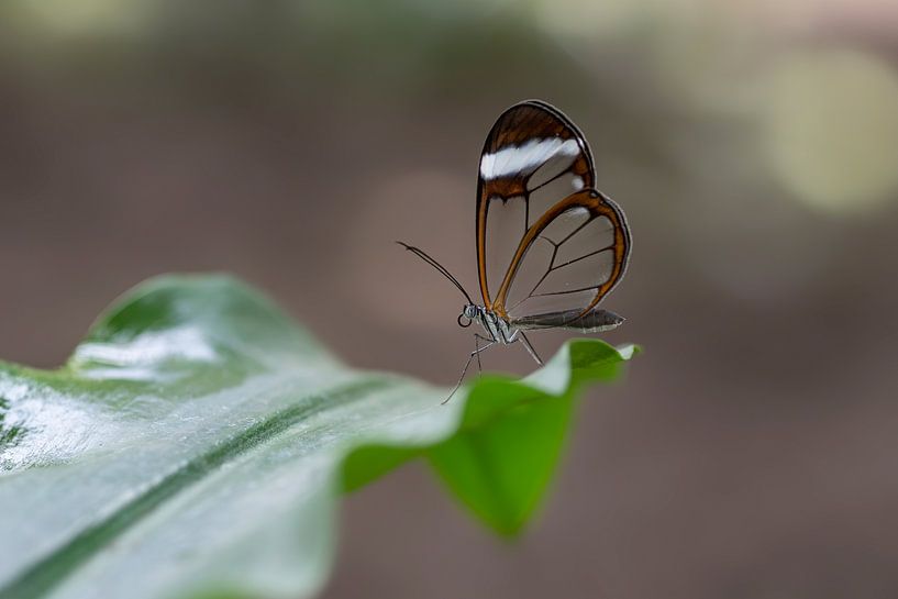 Glasswing butterfly - Glasswing butterfly by Albert Beukhof