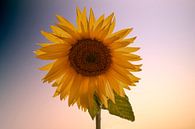 Sonnenblume von Gert Hilbink Miniaturansicht