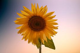 Sonnenblume
