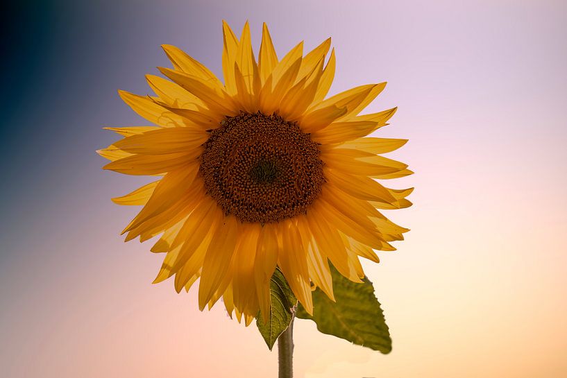 Sonnenblume von Gert Hilbink