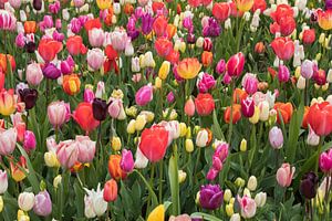 Jardin de fleurs