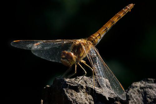 Vagrant darter