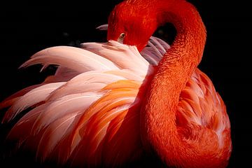 flamingo, Makoto Nishikura by 1x