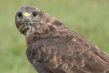 Mäusebussard (Buteo buteo) von Ronald Pol