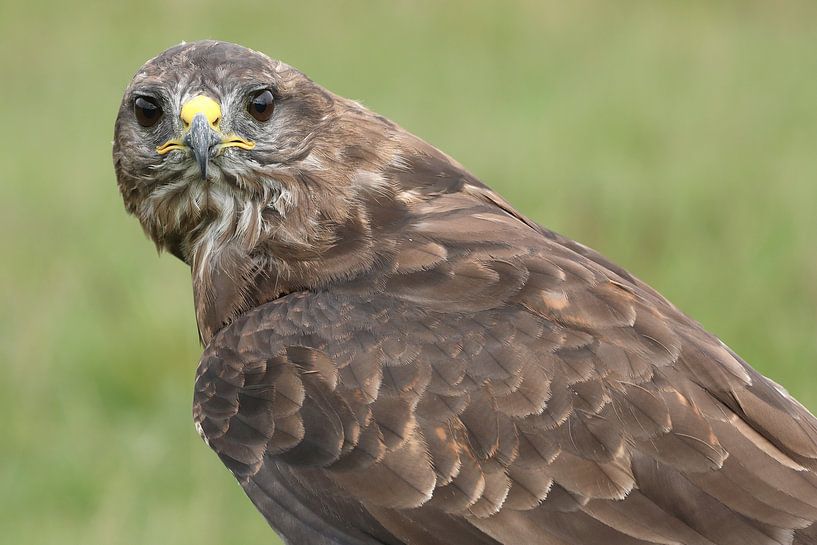Common Buzzard (Buteo buteo) by Ronald Pol