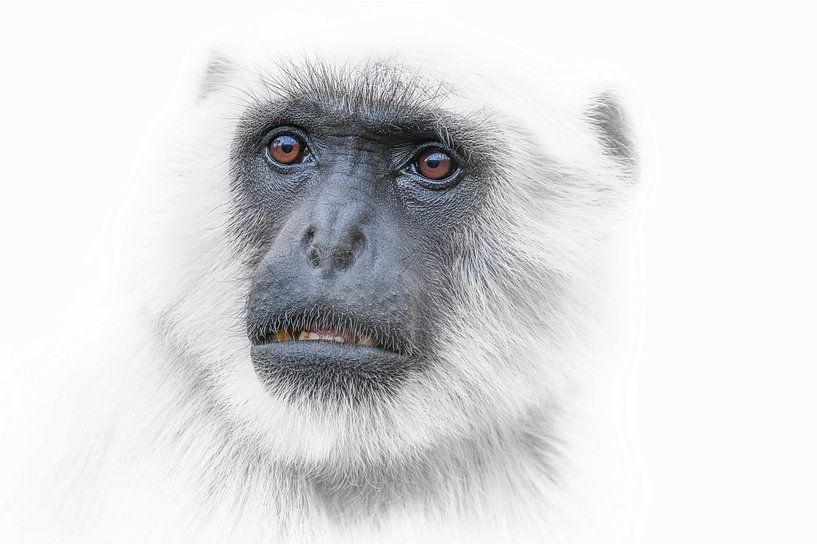 White Animal Portrait par Ron Meijer Photo-Art