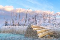 Aufsammeln von Schilf im Winter, Alde feanen, Friesland
